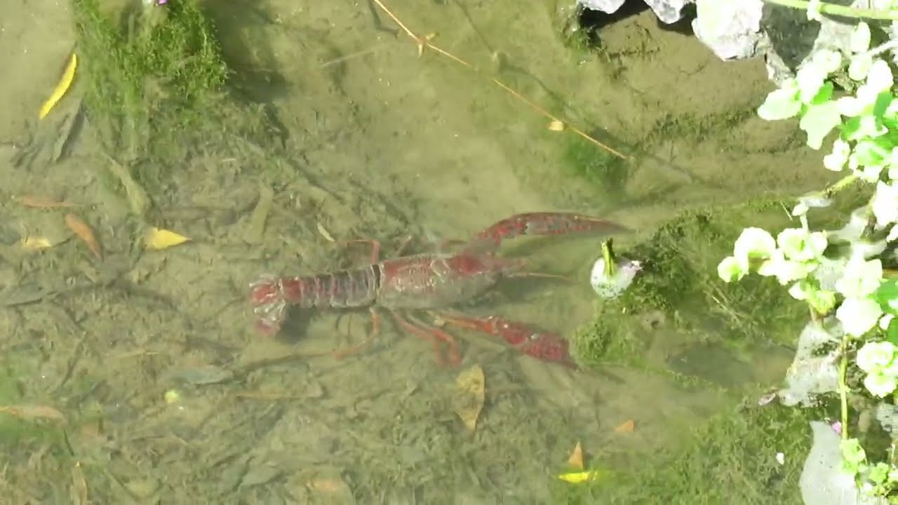 Lagostim-vermelho-do-Luisiana (Procambarus clarkii) no Parque Verde da V&aacute;rzea
