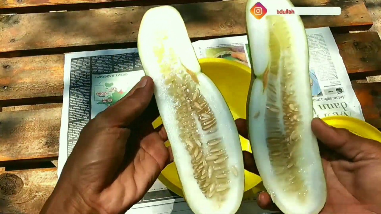 cara tanam timun dari biji