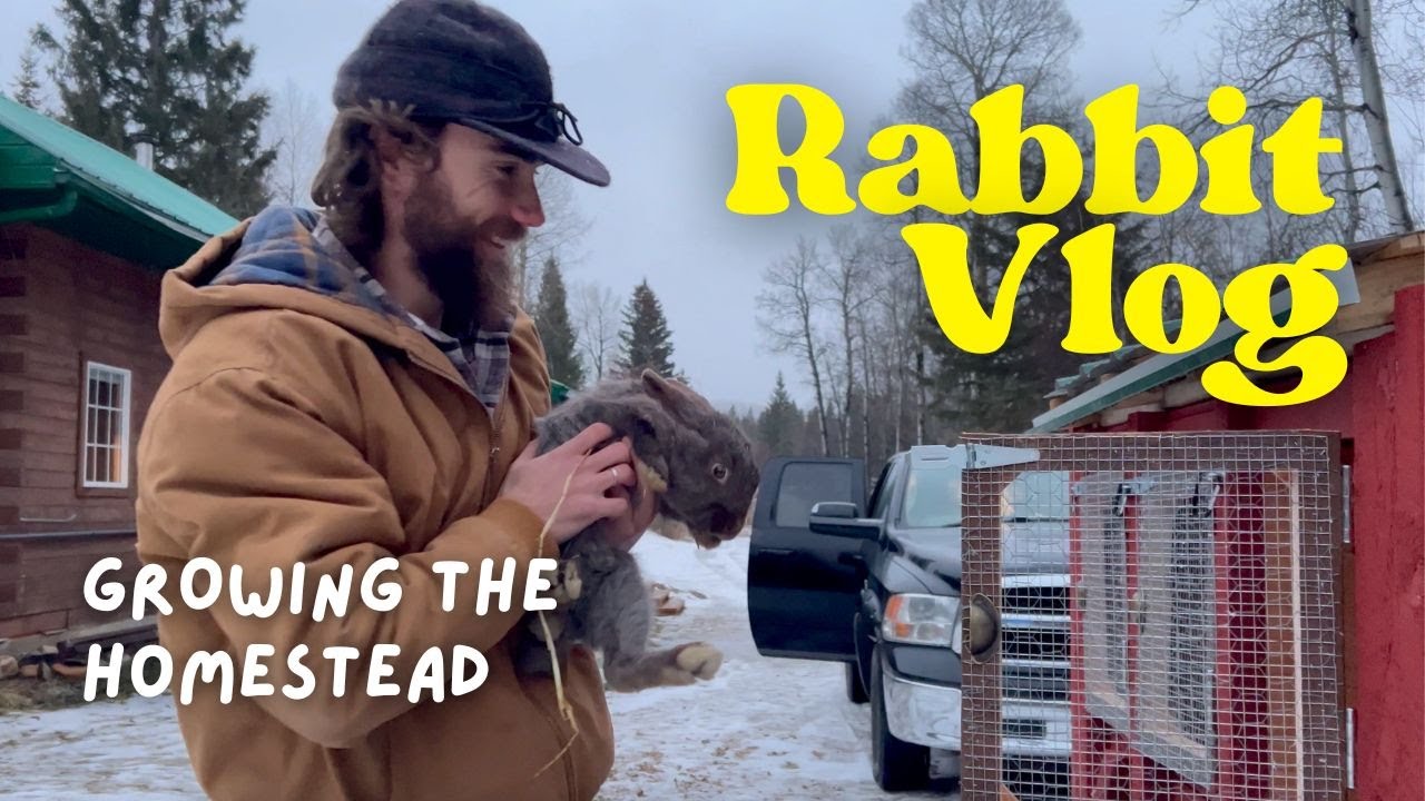 [VLOG]: Picking Up Our Three New Rabbits For The Homestead