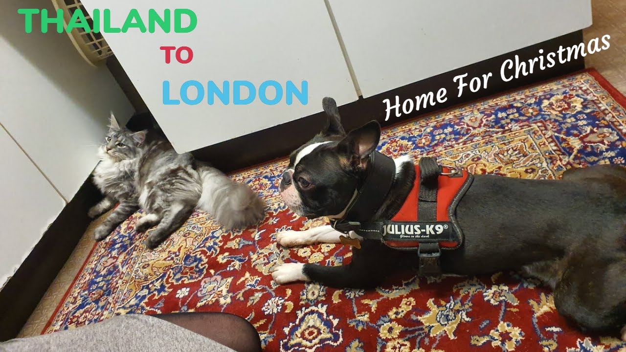 London Vlog #36: Last Day Home Before Fly Back To Thailand