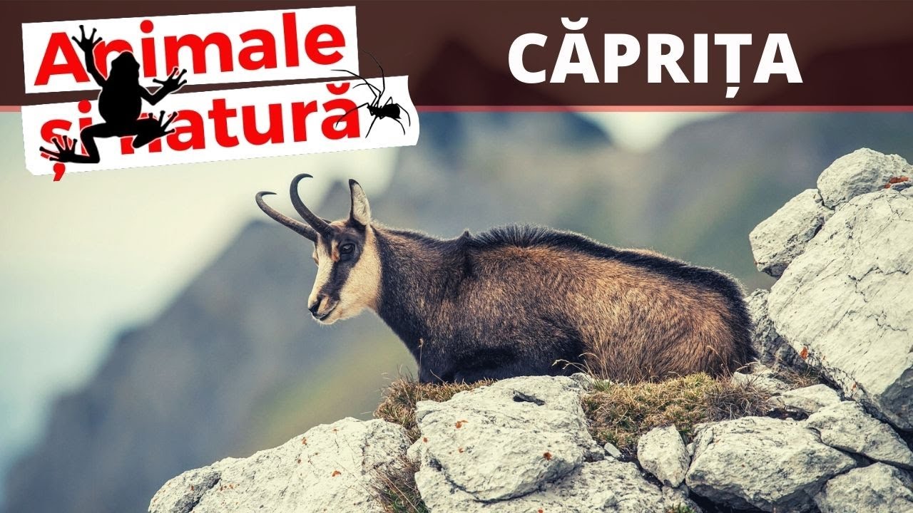 Fost monument al naturii in Romania (Capra neagra)