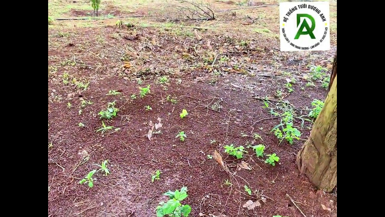 Hơn 10ha sầu riêng và mít chia 2 lần tưới hoàn thiện công việc tưới trong 1h với cây nhỏ