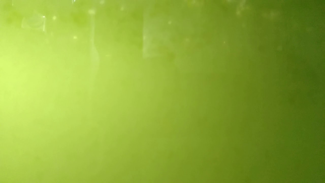 Green water in the 100 gallon. The blue velvet shrimp and white clouds live it.