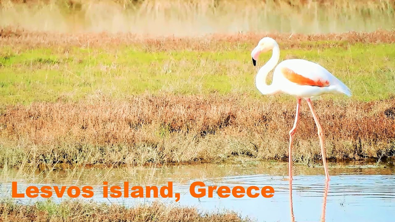 Flamingos Walking Around wetlands in The Gulf of Kalloni | Lesvos island | Greece | Bird watching