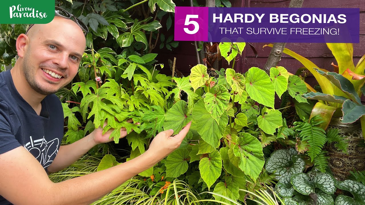 5 HARDY BEGONIAS you should be growing