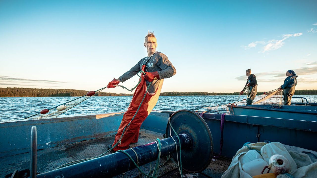 Muikun nuottausta Puruvedellä Paavo Pekkisen matkassa - Fishing at Lake Puruvesi, Finland