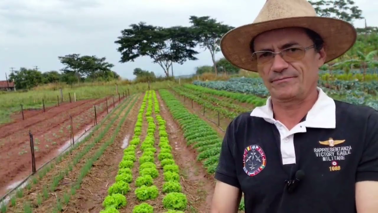 Colhendo Alface!🥬