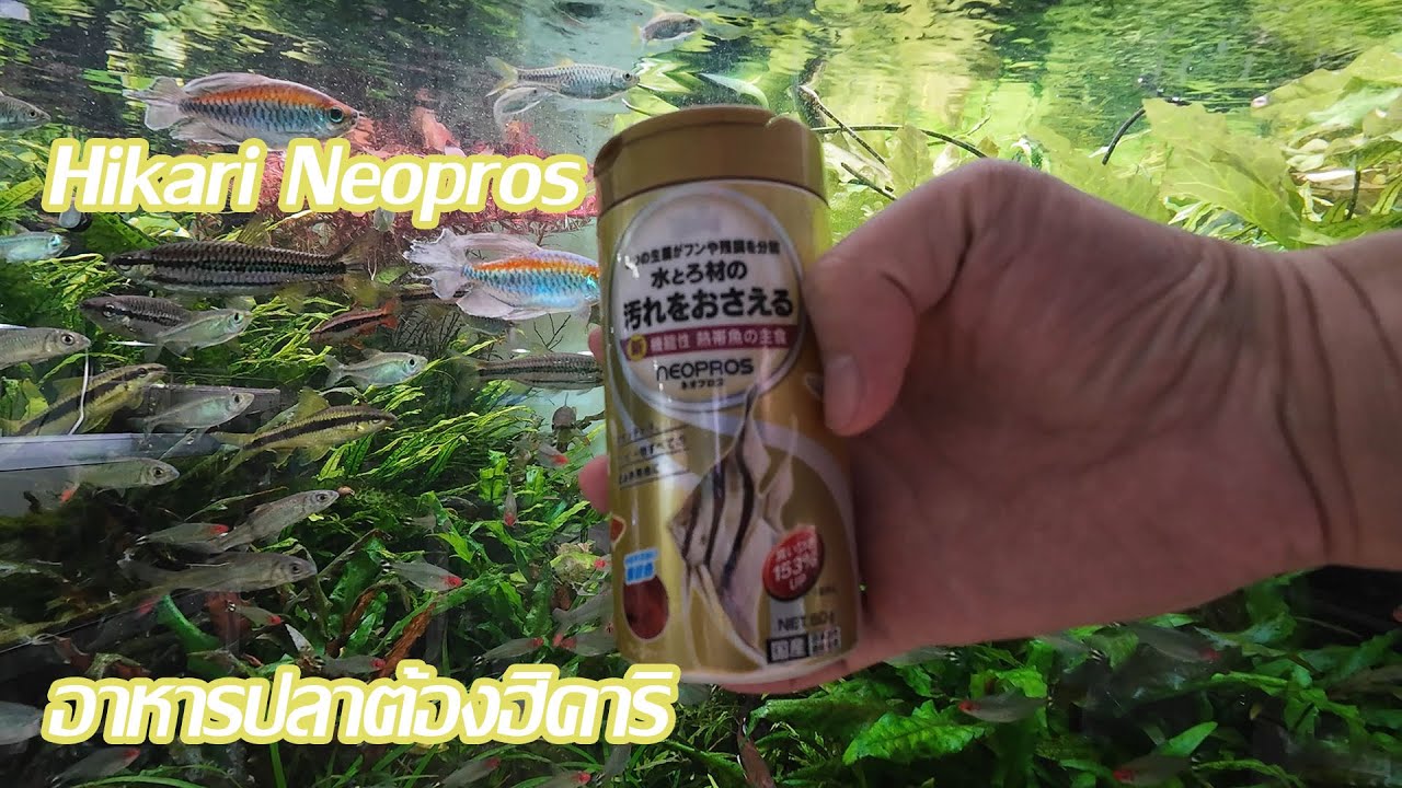 Hikari Neopros อาหารปลาแบบแผ่น ปลาเล็กก็กินดี ปลาใหญ่ก็กินได้ อาหารปลาต้องฮิคาริ!