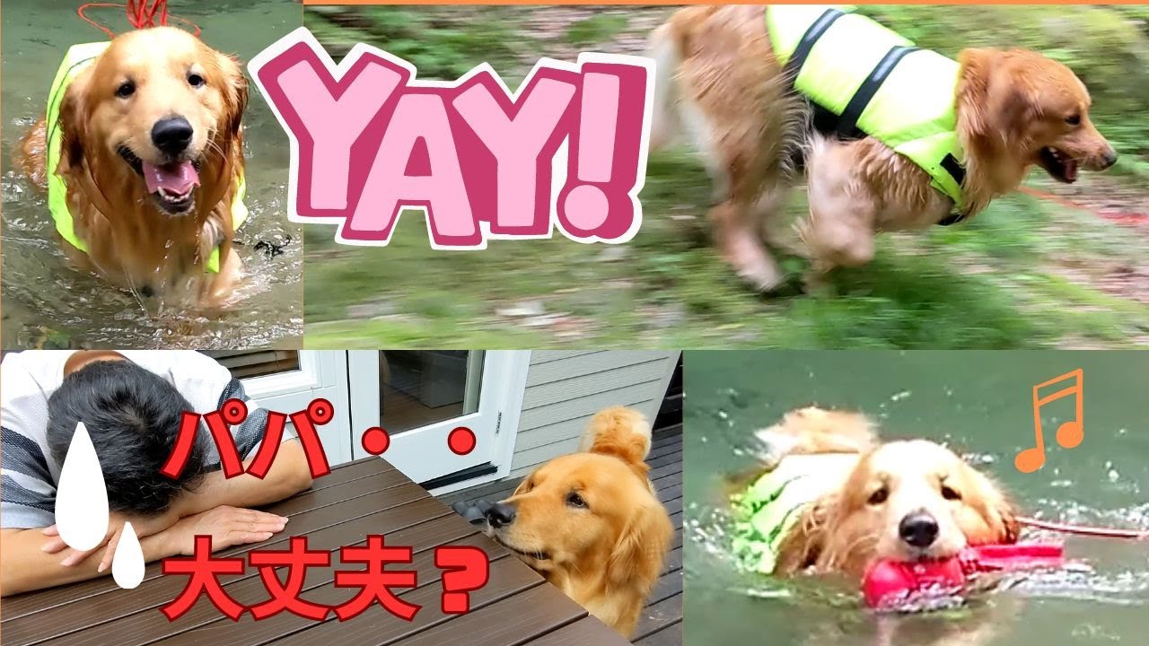 【エンゼルフォレスト那須】【木の俣渓谷】こんなはずじゃ。。。パパどうしたんだよ～！！　（前編）ゴールデンレトリバーエルちゃん