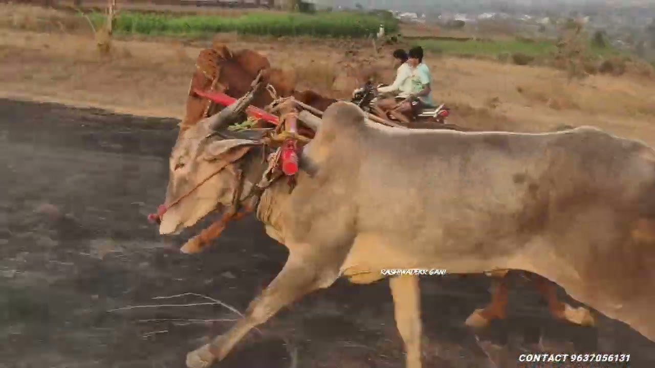 कुर्डु माळ आदत पाडा घोडा 😎