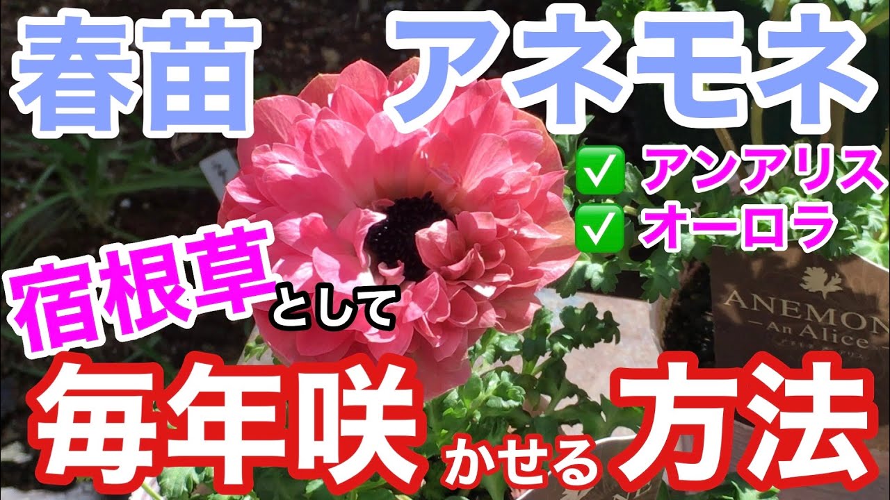 【アネモネ】毎年咲かせるためのポイント / 植え付け（植え替え）、夏越しの方法、水遣り、置き場所、肥料 / 大人気「アンアリス」「オーロラ」【ガーデニング】
