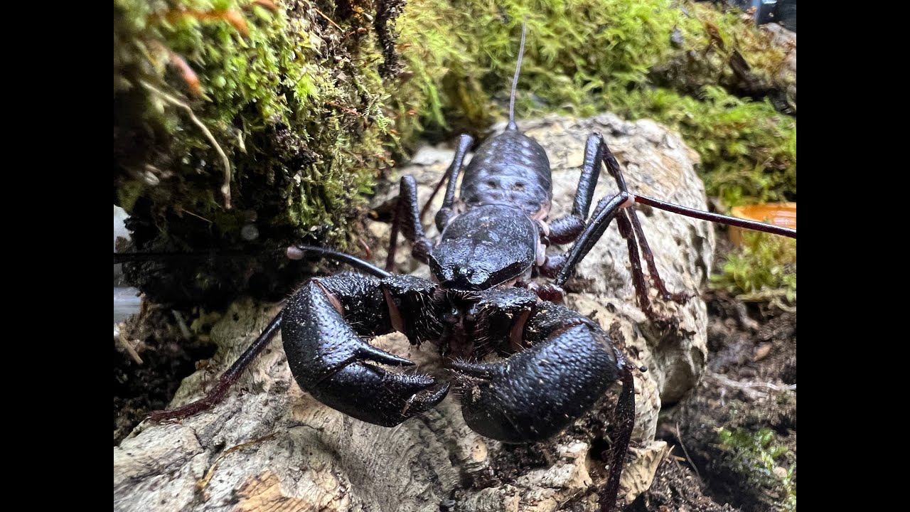 The Giant Vinegaroon, Mastigoproctus giganteus rehouse and care
