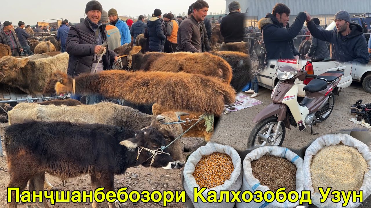 Молбозори Калхозобод Нархи Буқаҳо Барои бастан буқача Говҳои Ҷушо 1 февраля 2024 г.