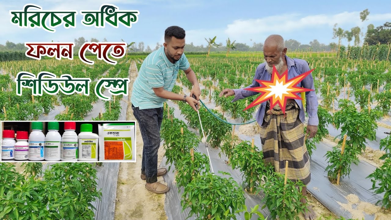 মরিচের অধিক ফলন পেতে কত দিন পর পর কি কি ওষধ স্প্রে করবেন?
