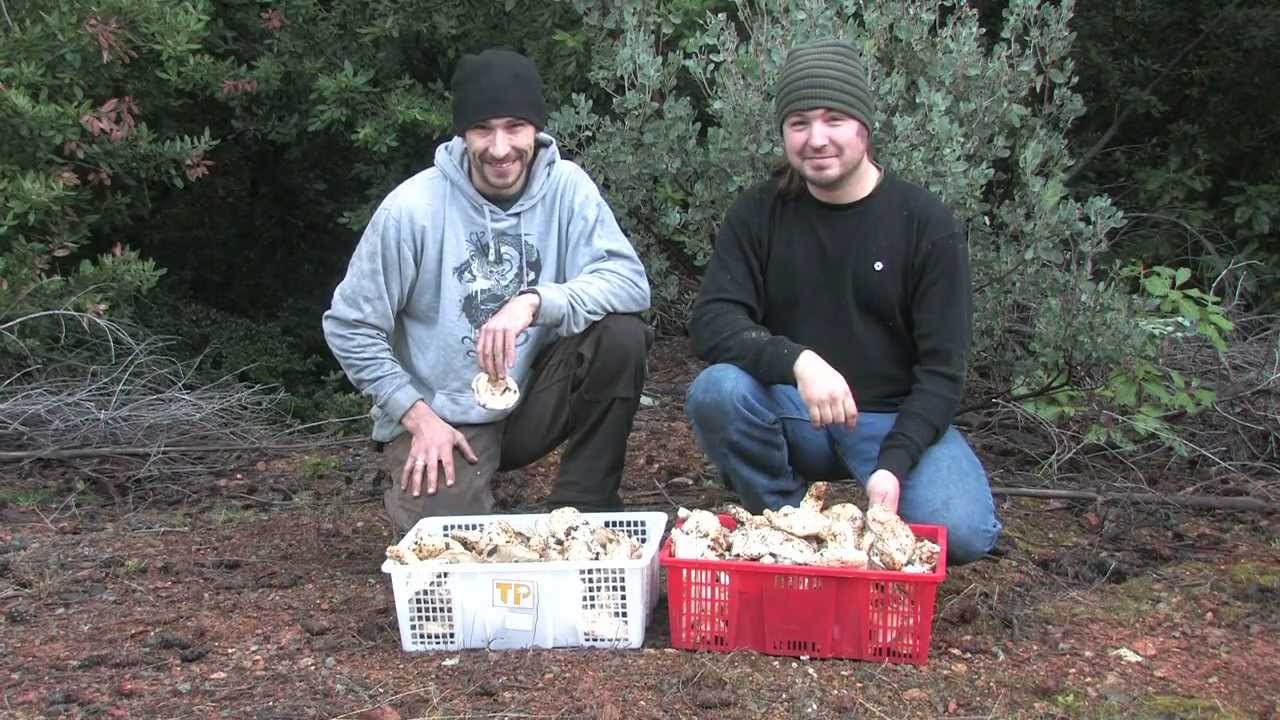 The Matsutake Mushroom Hunt
