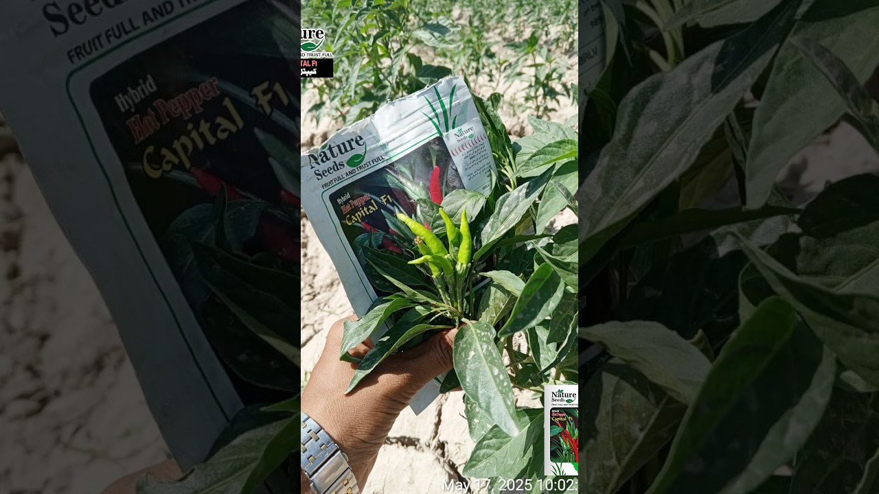 Mirch Capital F1 Hybrid 2025 &ndash; Zabardast Result! | High Yield Chilli Variety | Moon Star Seeds