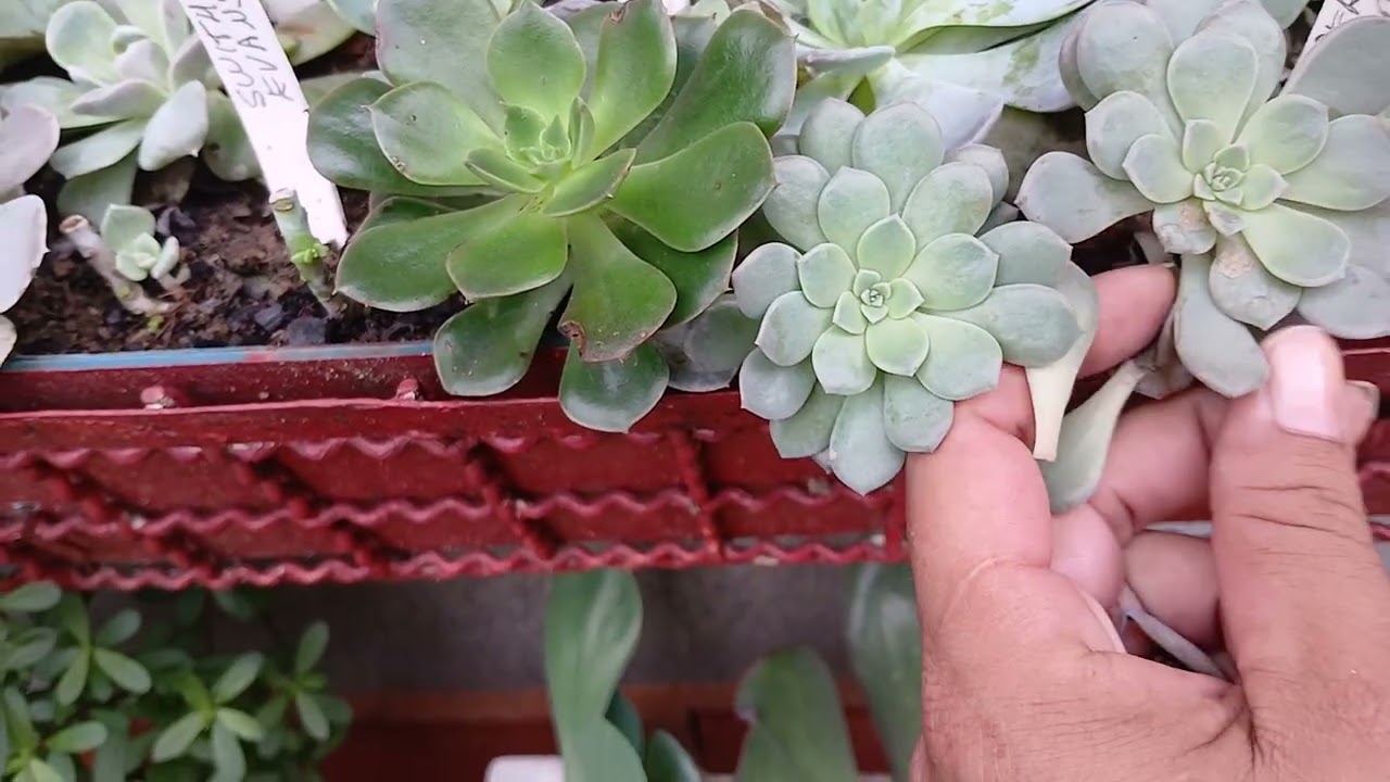 Vem ver como estão lindas parte 1 que cortei kkk#plantas #suculentas #chuva 