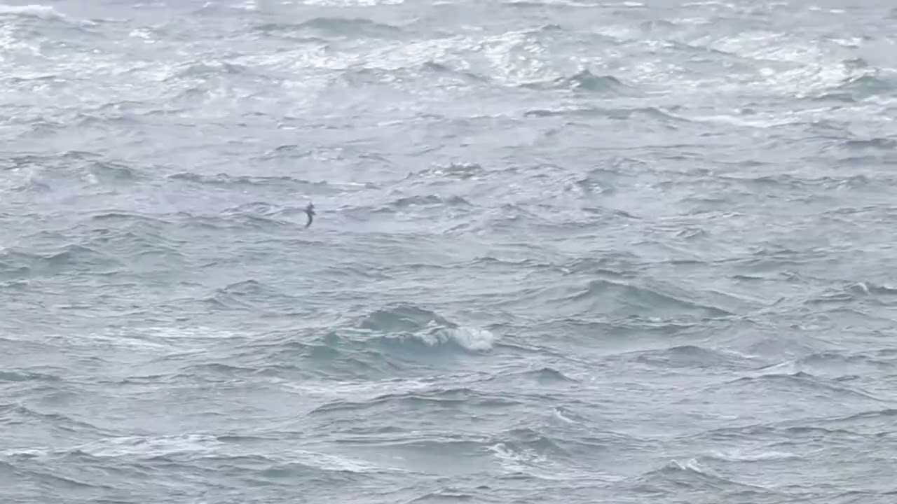 Fea's Petrel species, Portland Bill, 2nd September 2025
