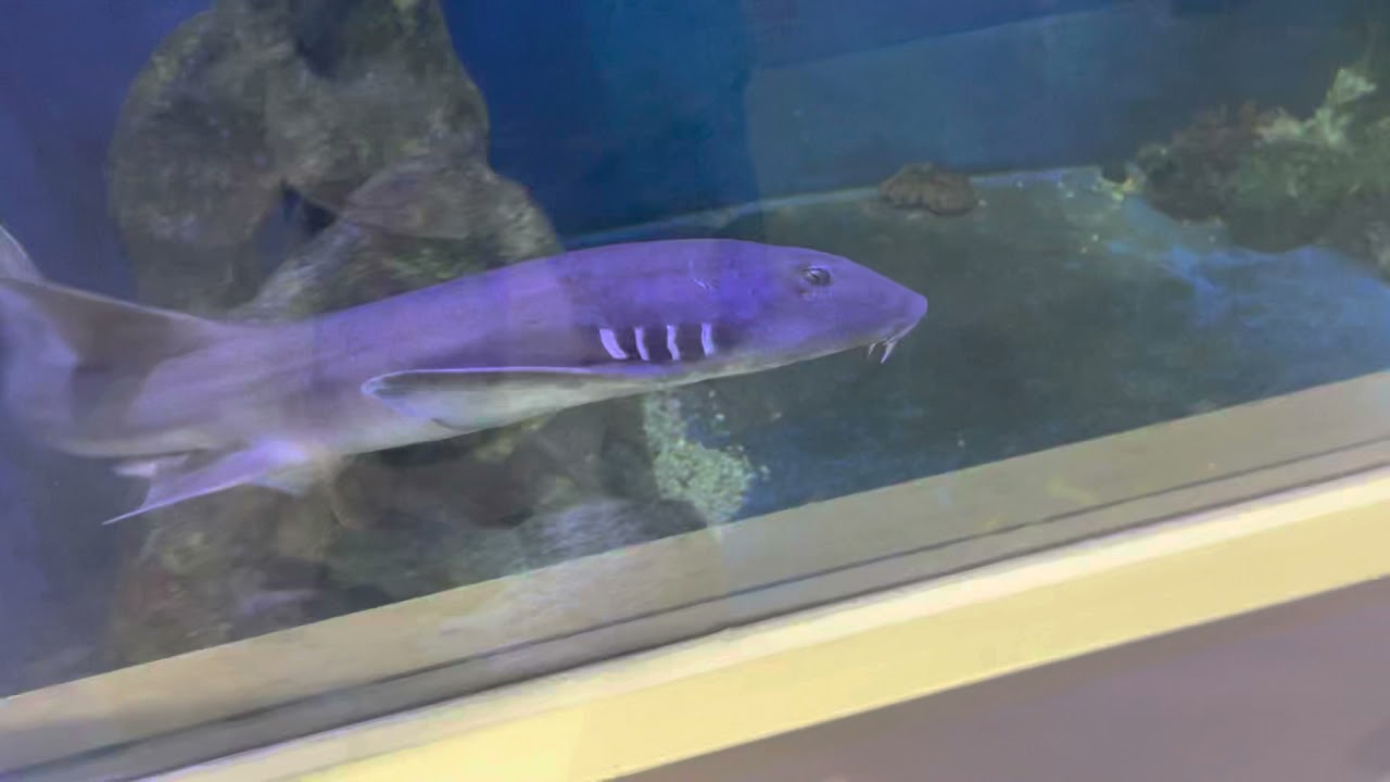 True or false - a bamboo shark can we found walking out of the water?