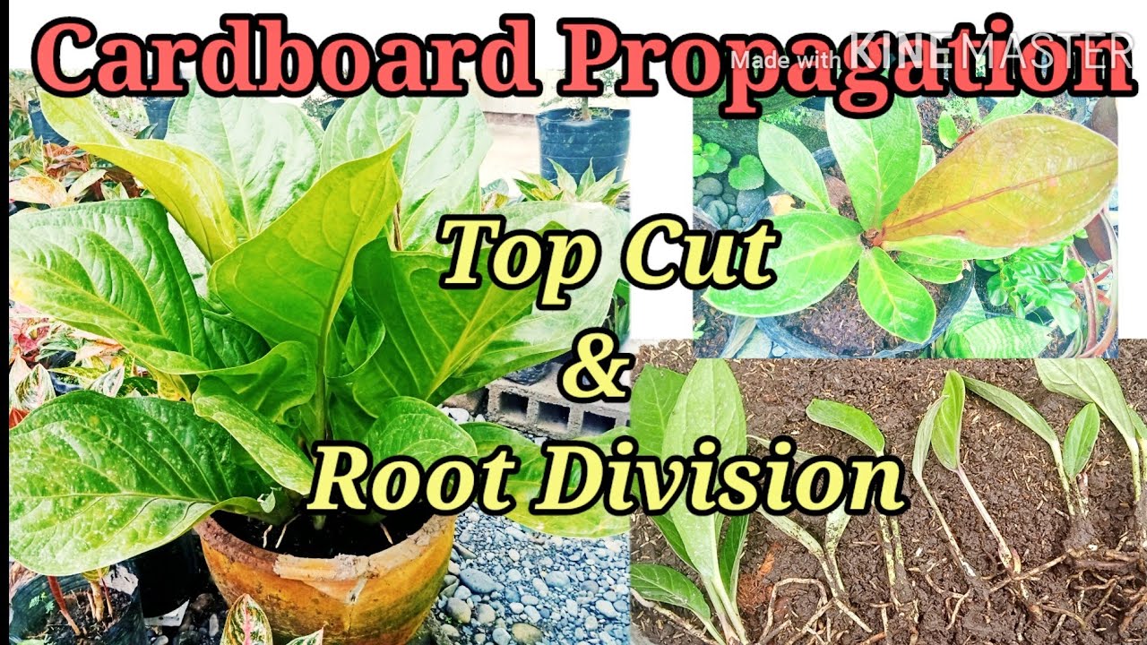 Step by Step Process of Cardboard /Anthurium Jenmanii  Propagation and Care w/ English subtitle