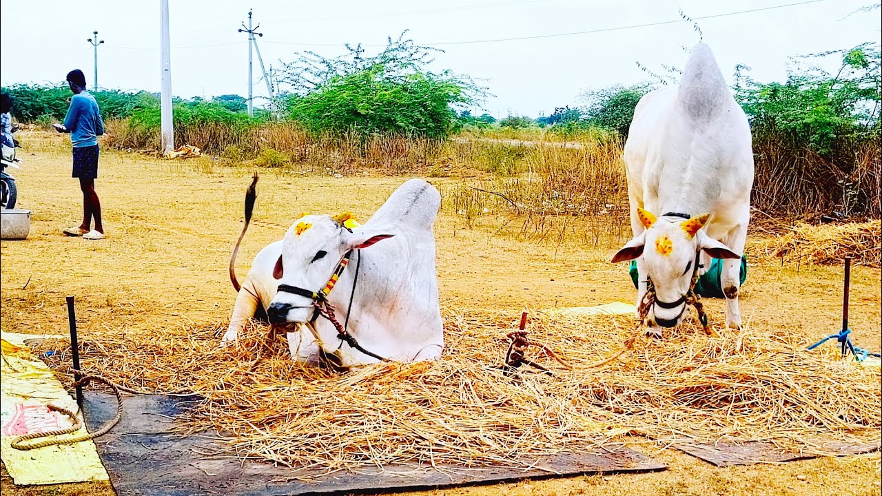 RK bulls 🥇బాహుమతి ముక్కమల న్యూకటగిరి విభాగం 11 జత