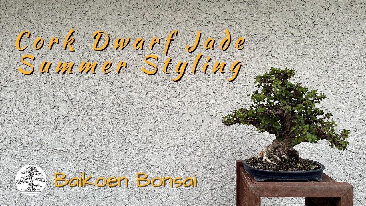 Cork Dwarf Jade / Portulacaria : Summer Styling - Tom Lau -  Bonsai Technique - Baikoen Bonsai Club