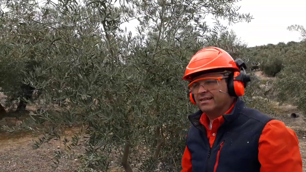 PODA OLIVO JAÉN ALCAUDETE VÍDEO 7 BIS