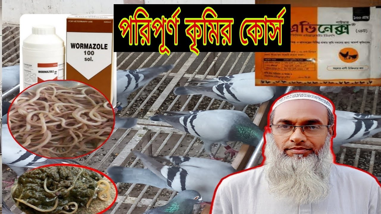 আগে-পরে সহ,কবুতর এর পরিপূর্ণ কৃমি কোর্স ঔষধ ও চিকিৎসা | কৃমি রোগের সমস্যার সমাধান |Pigeon Worms v103