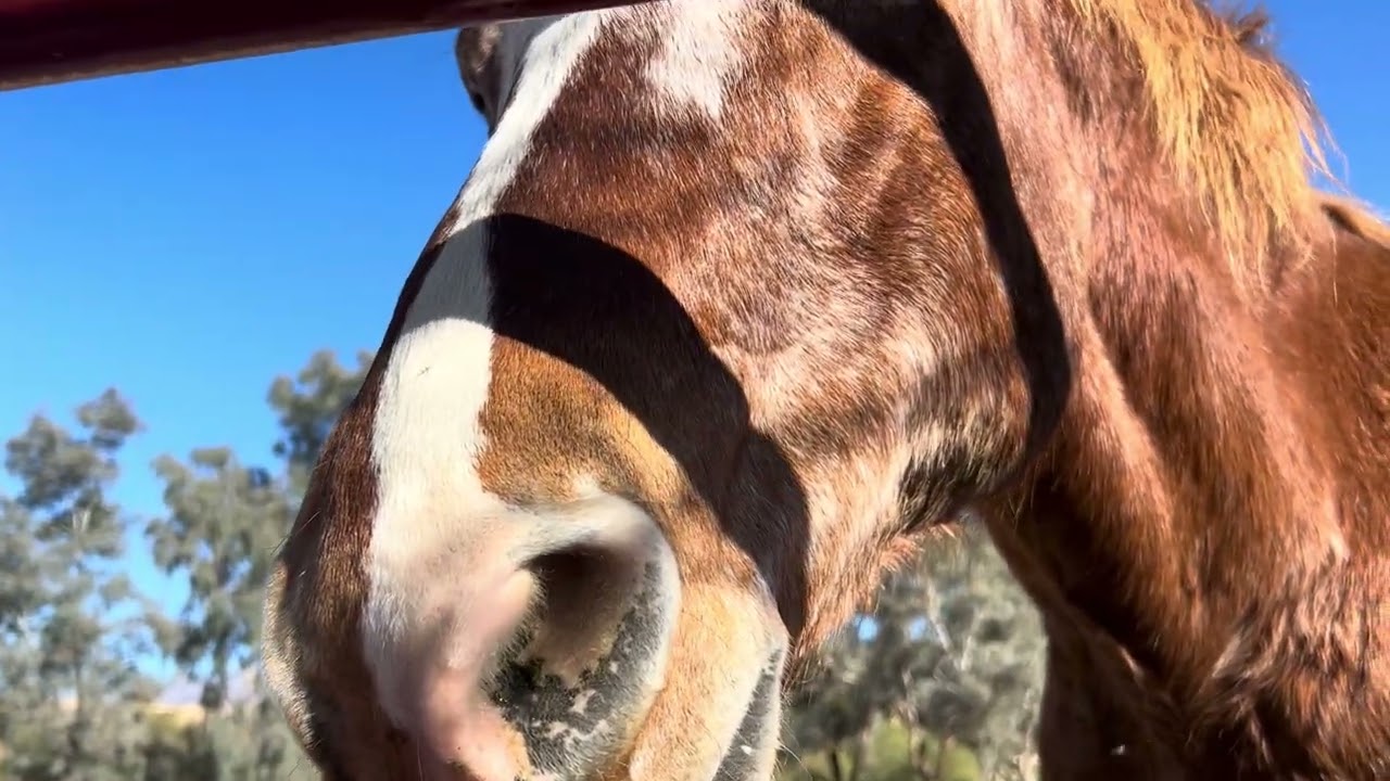 Bonding with a Horse 🐎 