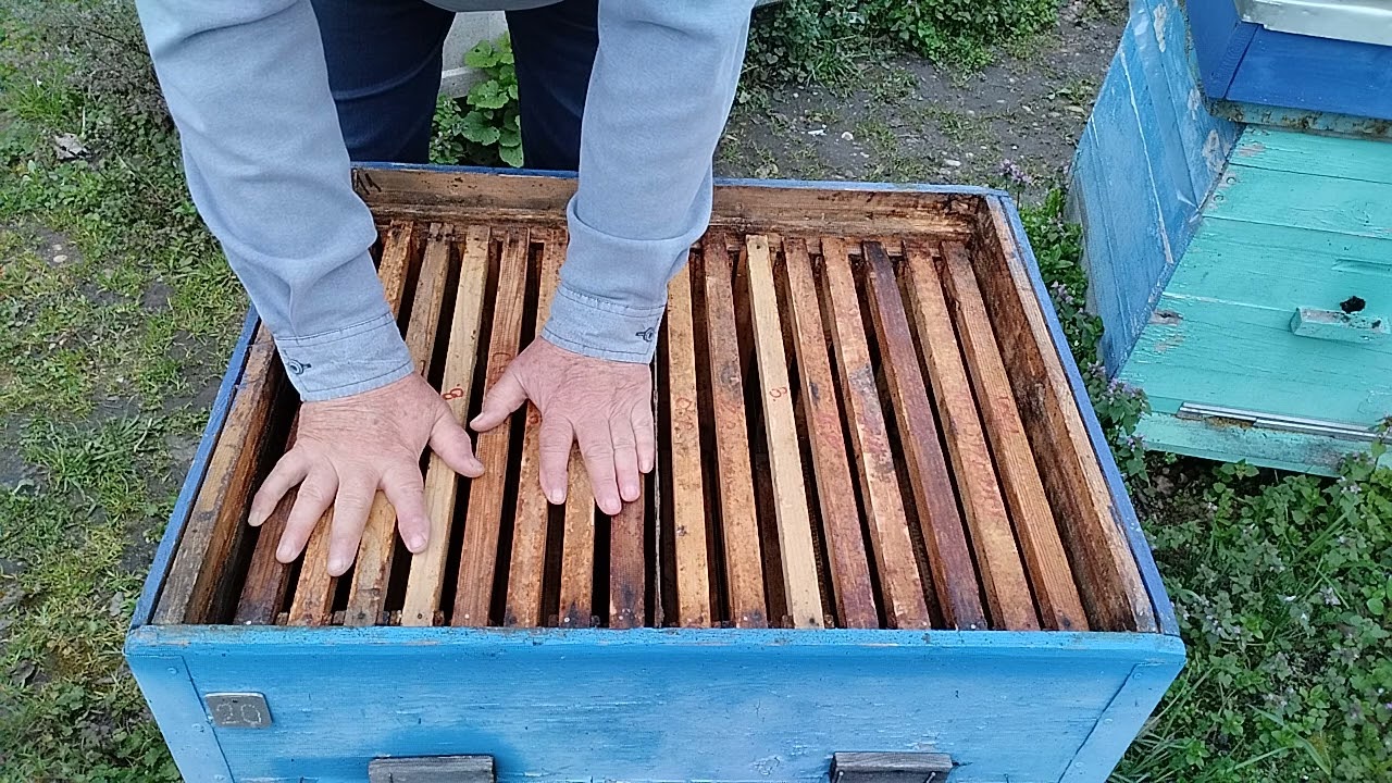 Майский мёд с улья лежак