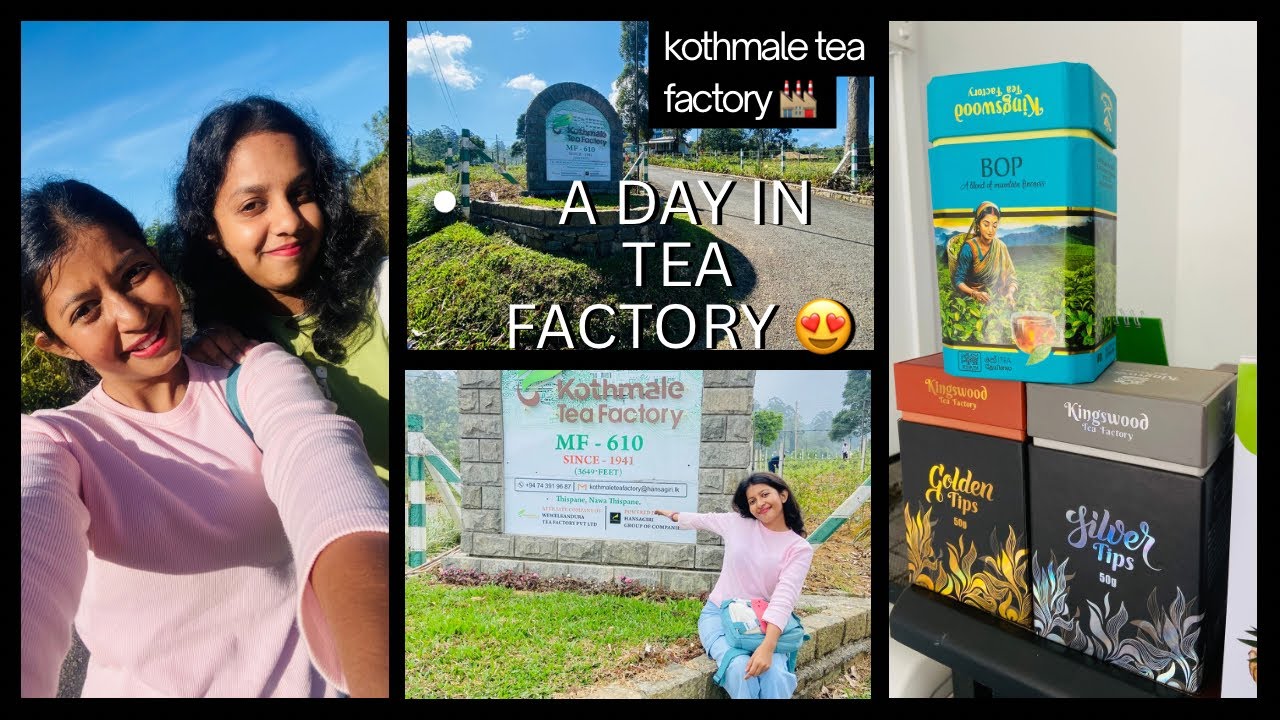 Ceylon tea හැදෙන විදිහ 😱🍃