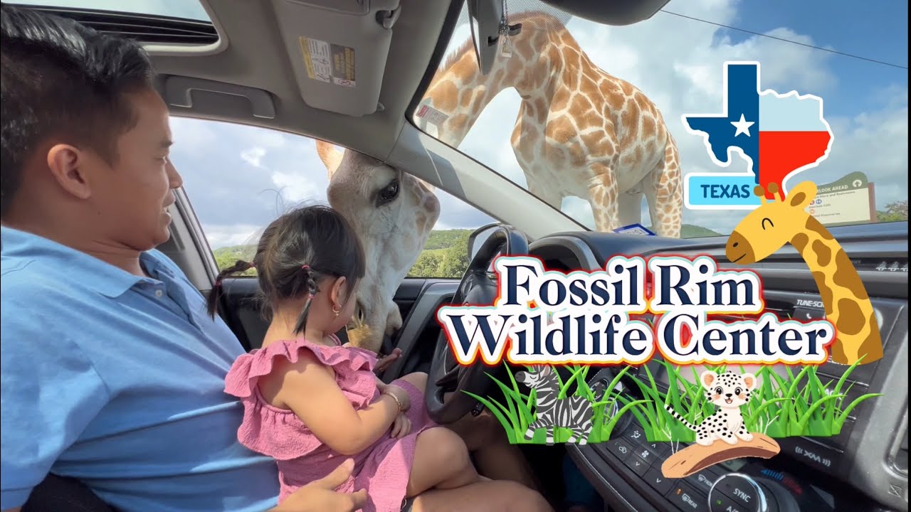 🌴Fossil Rim Wildlife Center 🌴🦒🦓🦃🦌🐆 Hành Trình Trải Nghiệm Lái Xe Tuyệt Vời Tại Vườn Thú #safari 