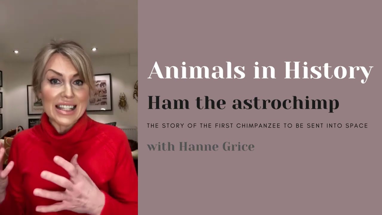 Animals in History - Ham the astrochimp