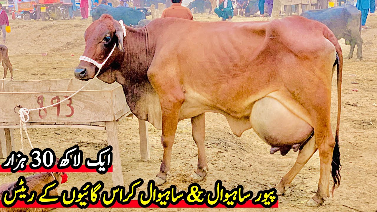 Sahiwal Cow In Pakistan | Sahiwal Cow Price | Sahiwal Nsal Ki Gay | Malumor Jhang Mandi