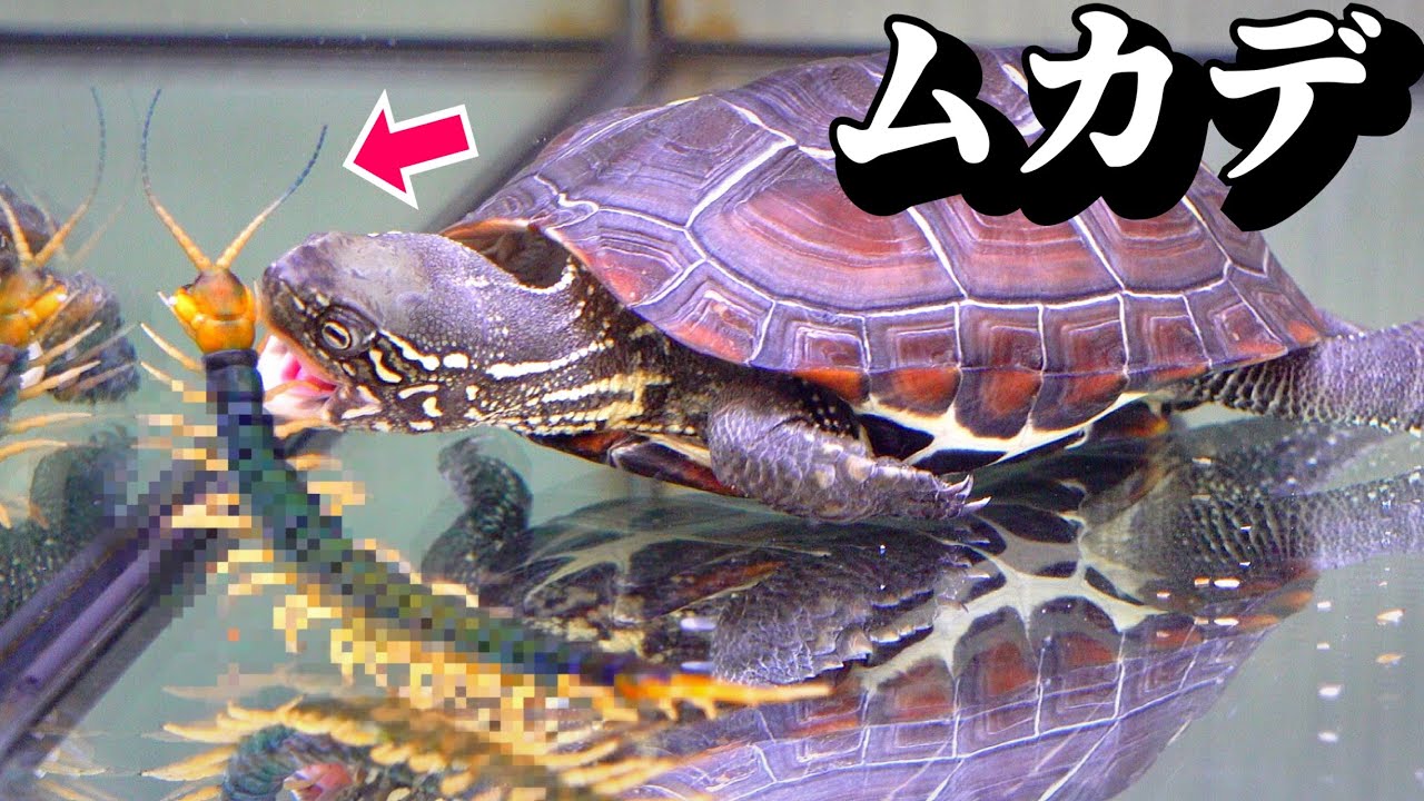 靴の中にいたムカデをカメの水槽に入れると…【カメの陸地改造】〈カメ混泳〉