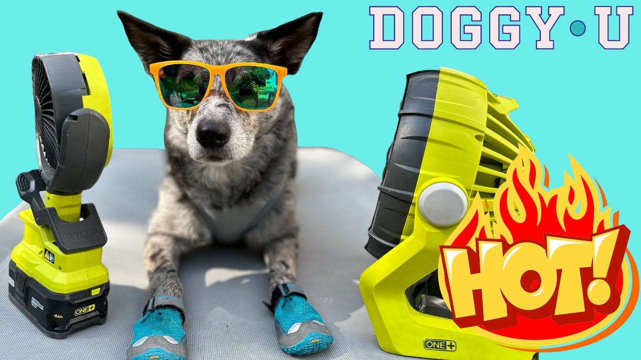 Best Ways To Keep Your Dog SAFE in Hot Weather! (Heat Stroke Signs, Cooling Vests, Exercise & More!)