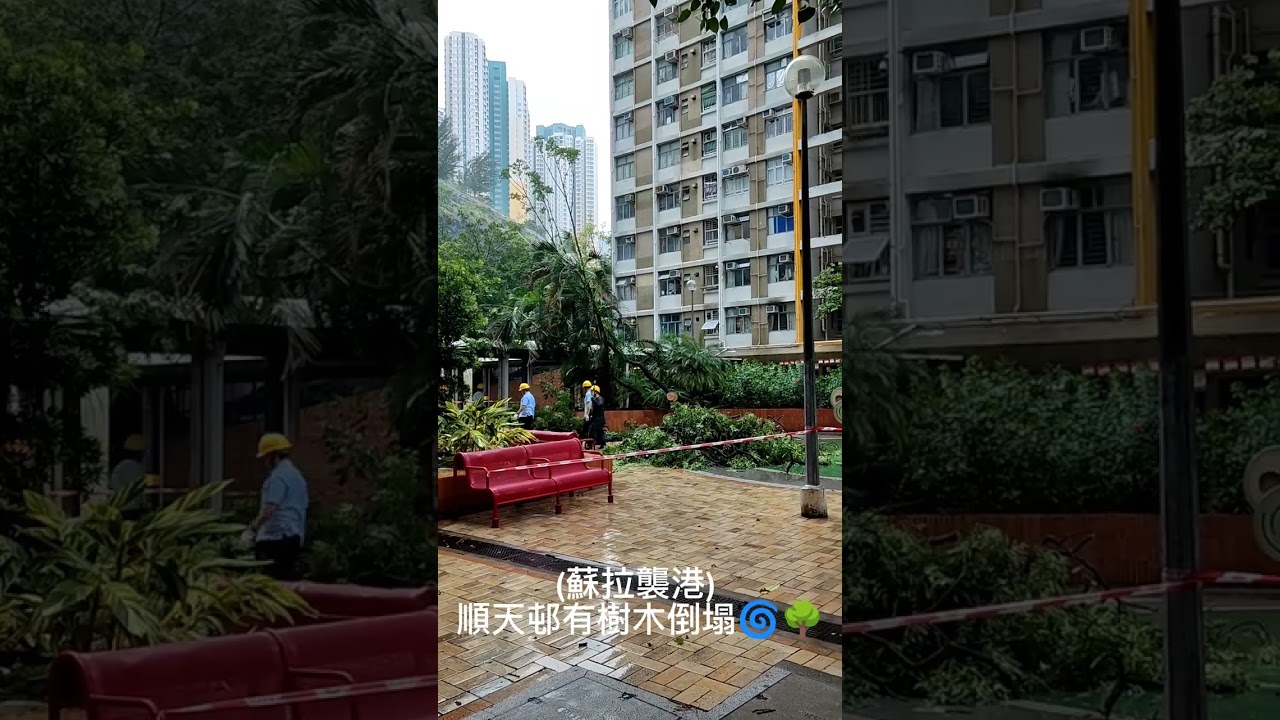 (蘇拉襲港) 順天邨有樹木倒塌🌀🌳