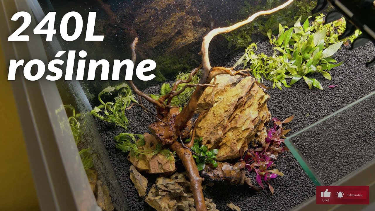 240L zakładamy akwarium roślinne