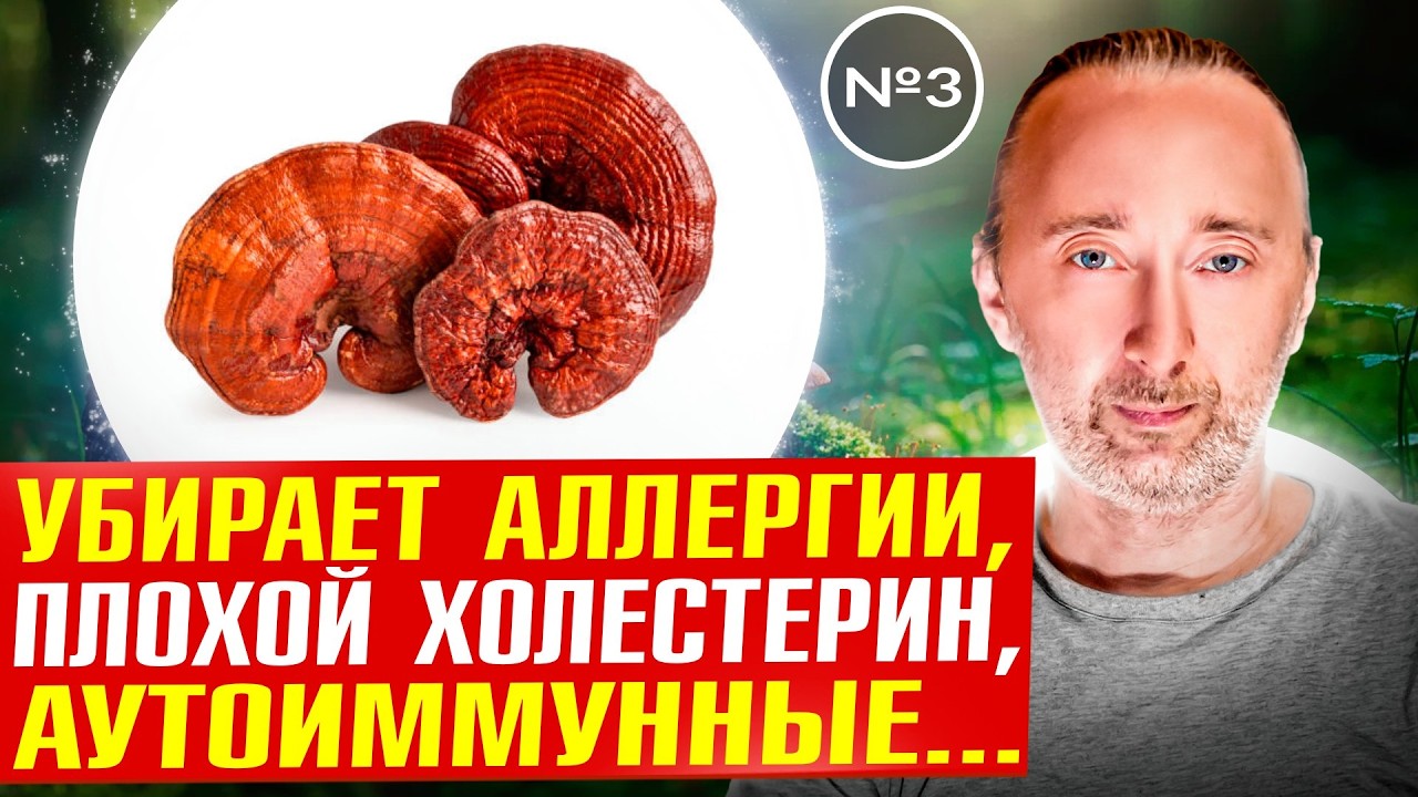 Гриб Рейши: какие болезни он лечит, и как именно?
