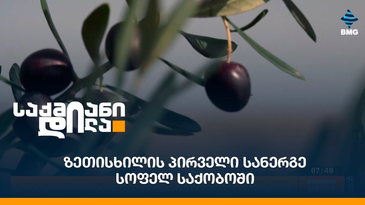 ზეთისხილის პირველი სანერგე სოფელ საქობოში