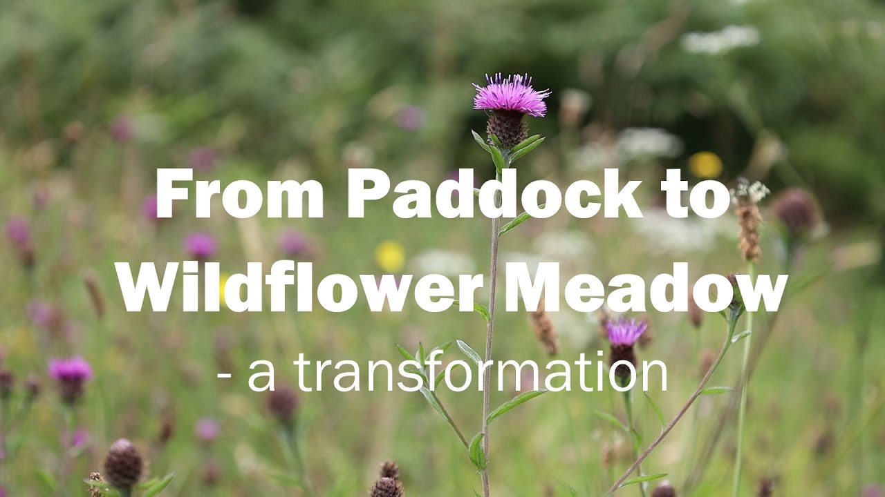 From Paddock to Wildflower Meadow - a transformation through management