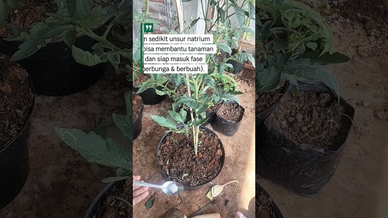 Tomat subur dengan pupuk micin #gardening #shorts