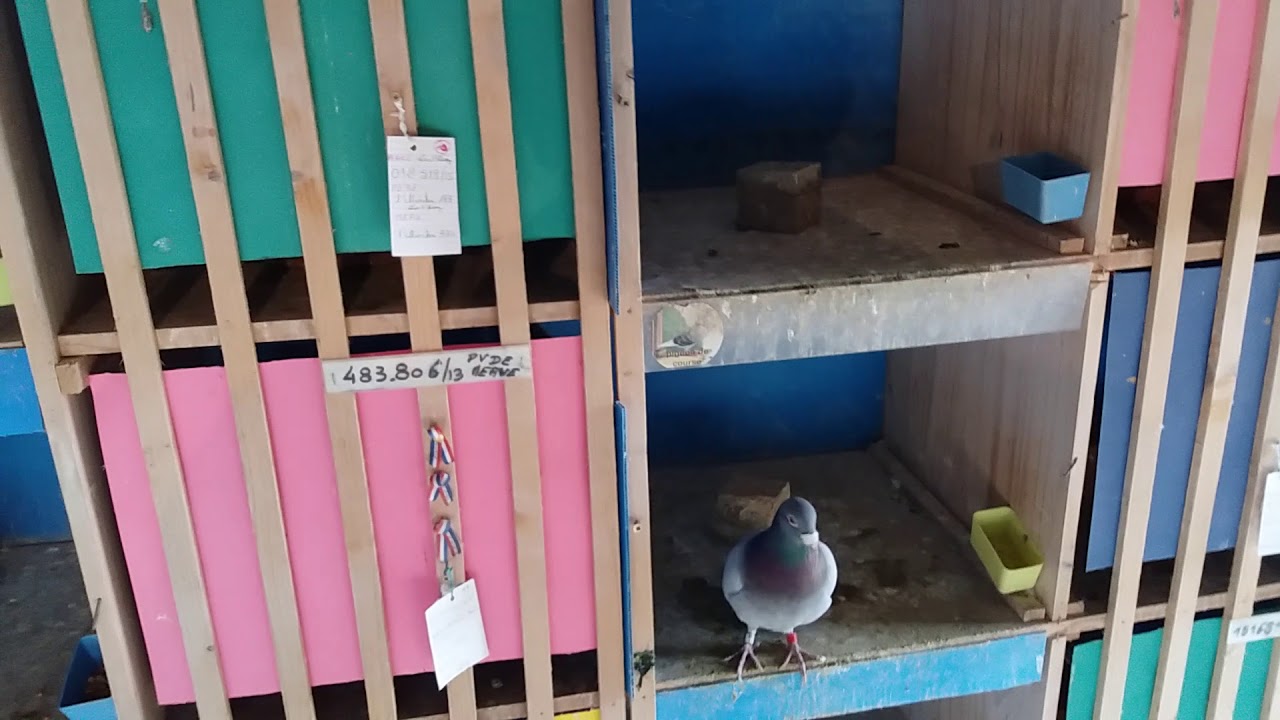 Les pigeons de course