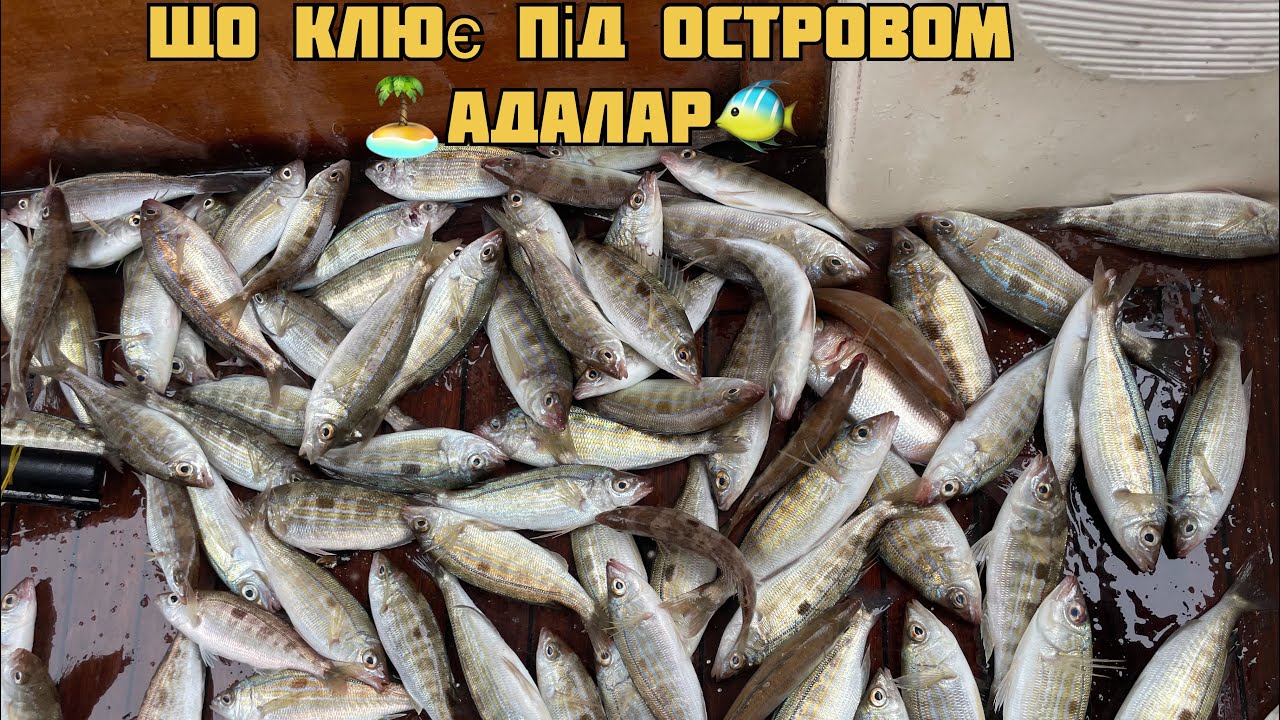 🎣 Неочікуваний кльов під Адаларом! Морський окунь на донні снасті