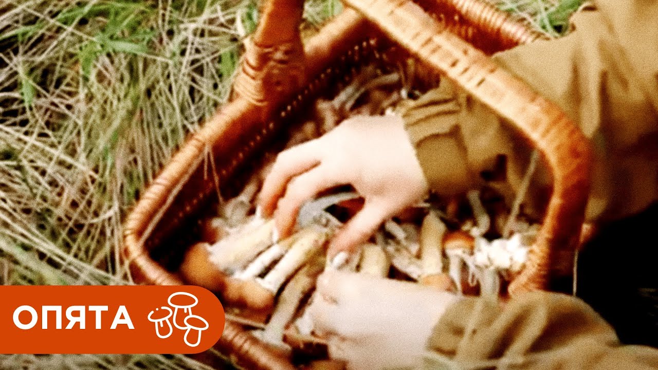 Где Растут Опята и Как их Отличить от Ложных Двойников?