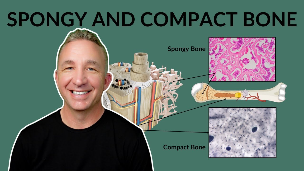 Spongy vs. Compact Bone
