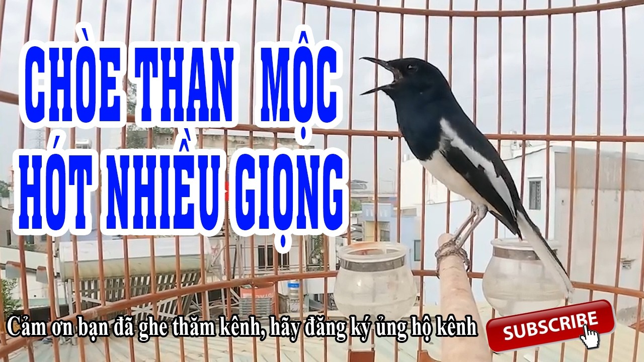 Ch&ograve;e than  mộc h&oacute;t giọng rừng nghe cực hay - Tiếng chim ch&ograve;e than