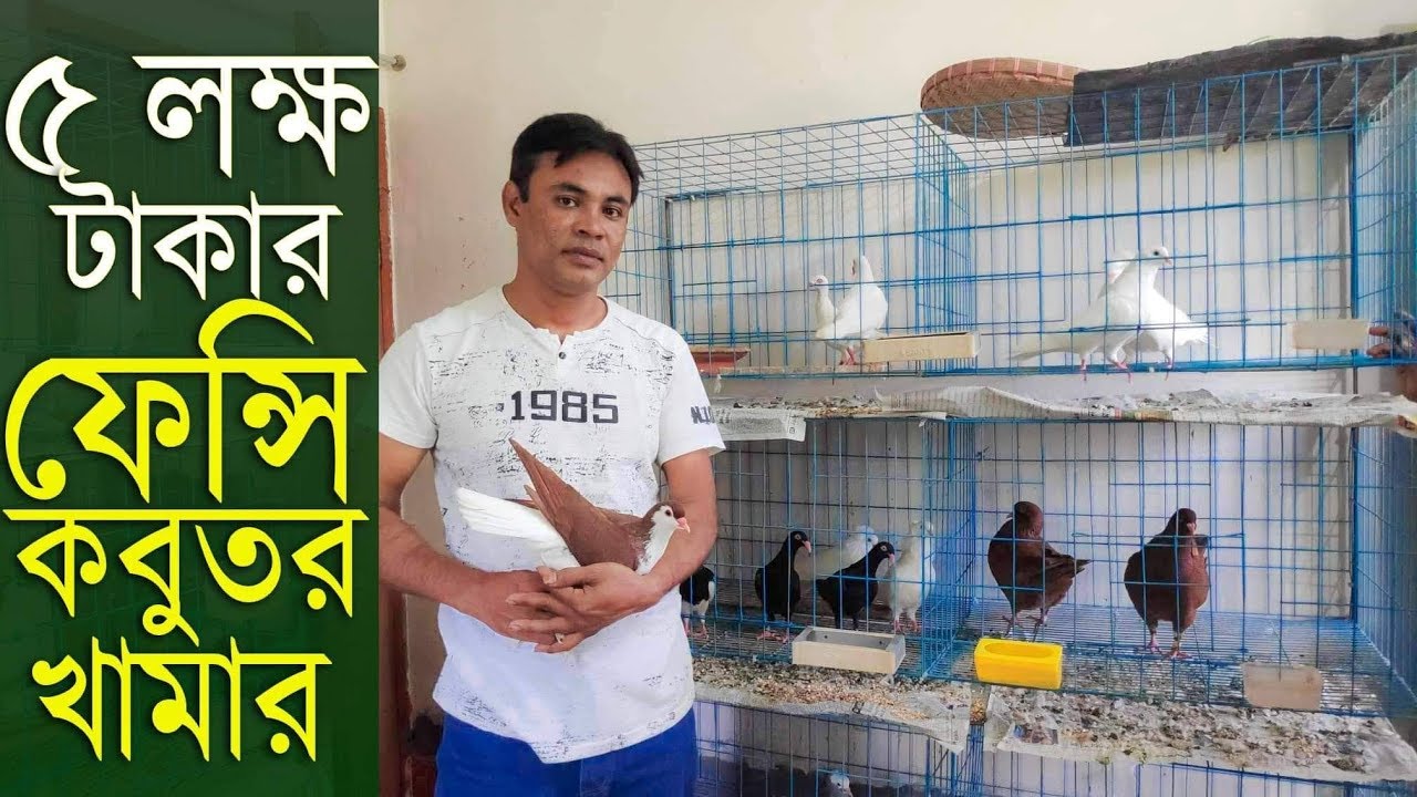 ৩৫ জোড়া ফেন্সি কবুতর পালন করে মাসে ১ লক্ষ টাকা আয় করা সম্ভব। pigeons farm in bangladesh
