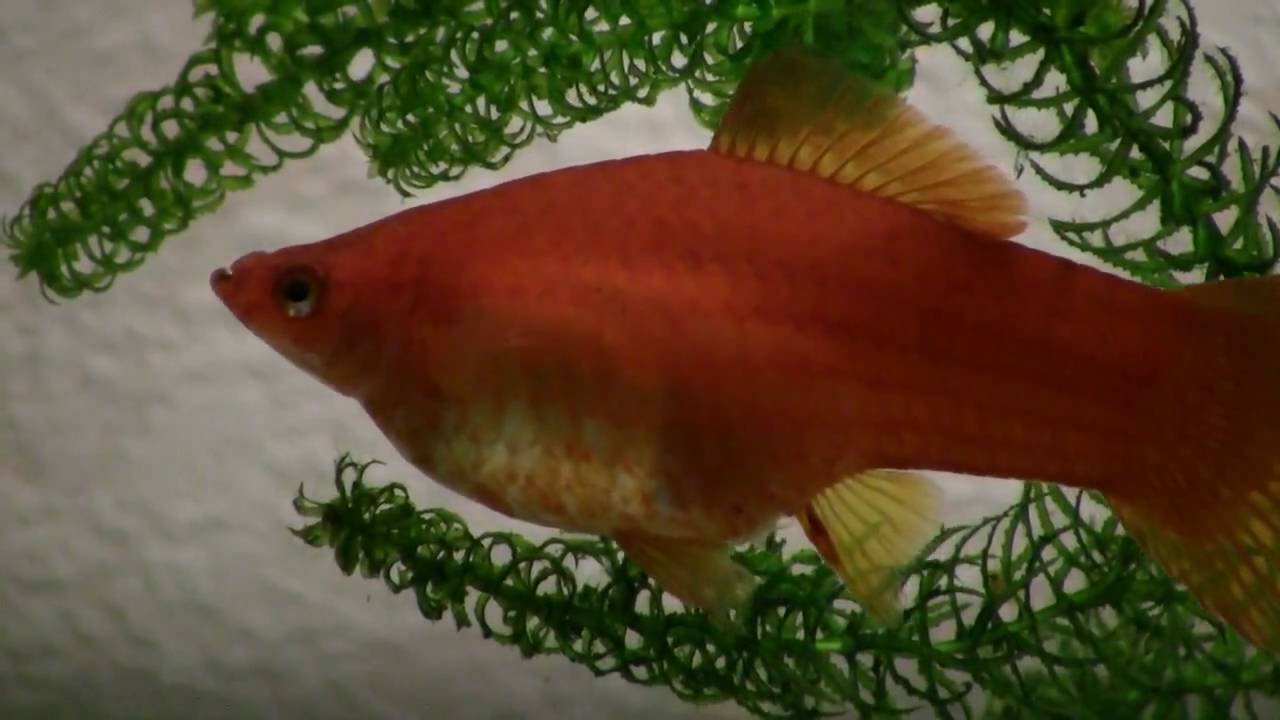 Xiphophorus helleri