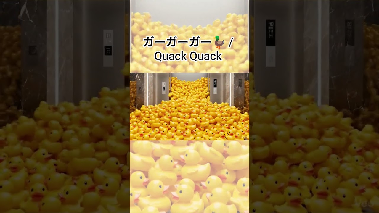 【ASMR】🦆アヒル軍団の襲来 Duck Army Attack 